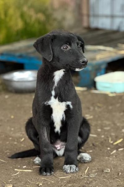 PONTUS, LEON, FELIX, LIMA & CHICA