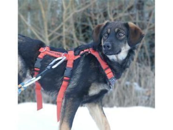 Leila - wartet in 97440 Werneck