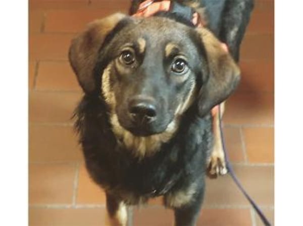 Leila - wartet in 97440 Werneck