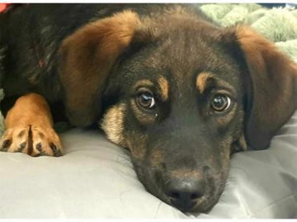 Leila - wartet in 97440 Werneck