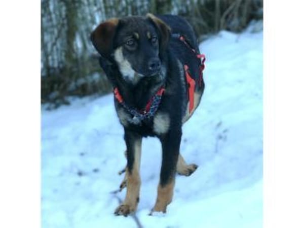 Leila - wartet in 97440 Werneck