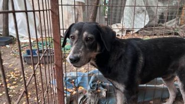 Silver LM  Freundlicher Rüde