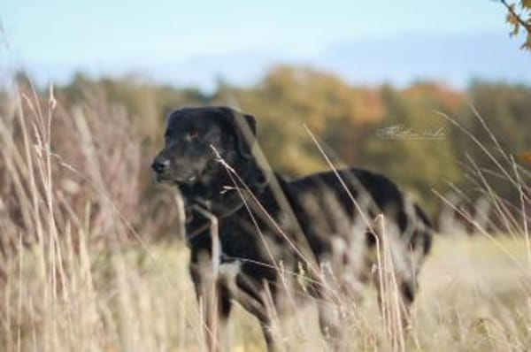 Ono  Ein ruhiger Gentleman