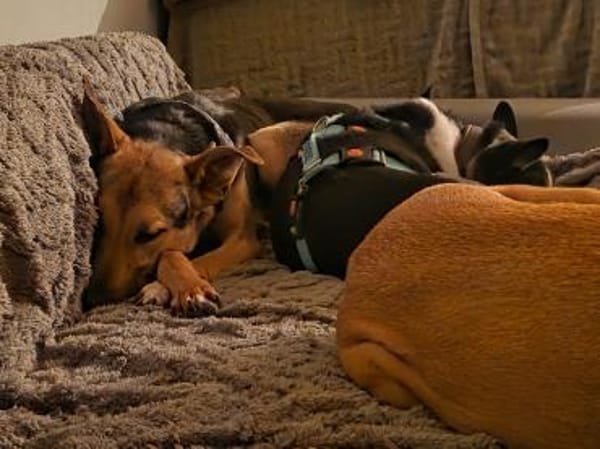 Bruce sucht seine Menschen