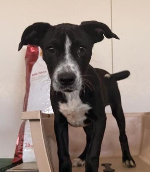 Seby, im Tierheim Schwandorf