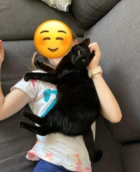 Looney  Sanfte Europäisch-Kurzhaar-Katz