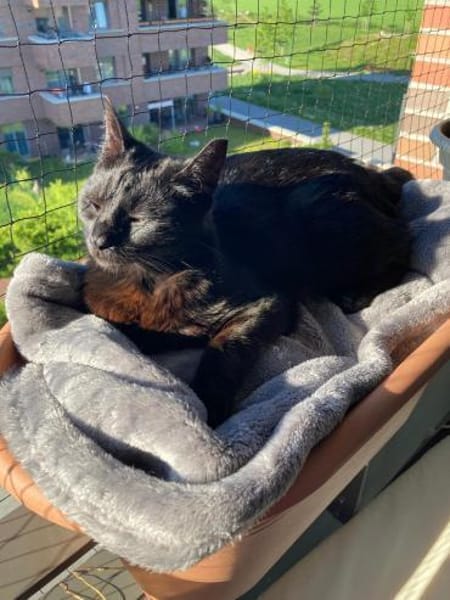 Looney  Sanfte Europäisch-Kurzhaar-Katz