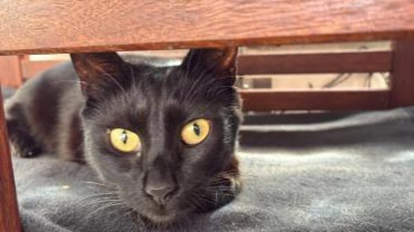 Looney  Sanfte Europäisch-Kurzhaar-Katz