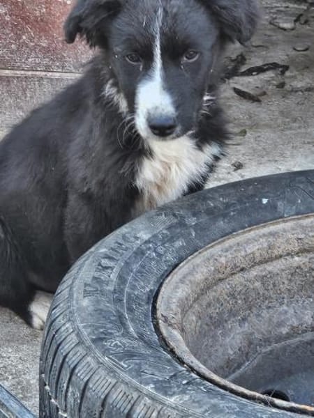 Kleine,liebe Rosalie braucht ihr zu Haus