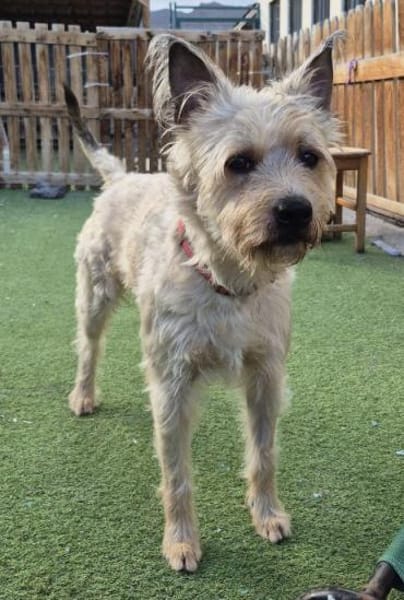 ROCKY 💛 verträglich mit ALLEM!