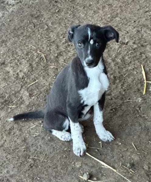 LIMA & CHICA und ihre Brüder suchen ihr