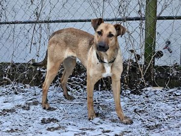 Brad sucht seine Menschen