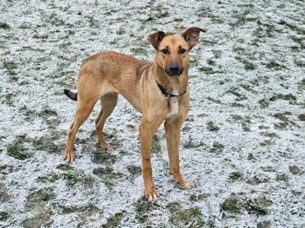 Brad sucht seine Menschen