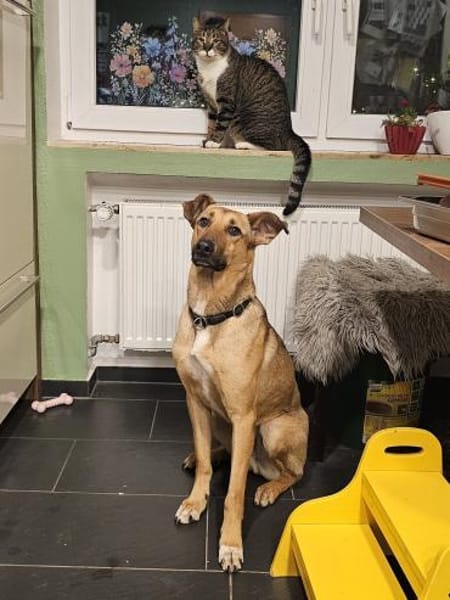 Brad sucht seine Menschen