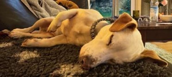 Manolo gibt nicht auf und sucht DIch