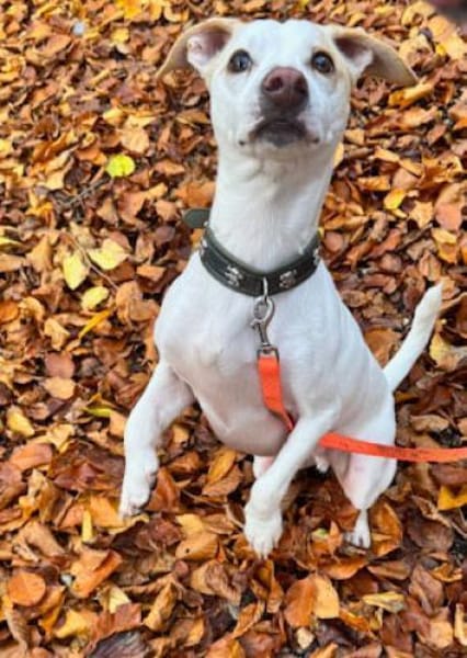 Manolo gibt nicht auf und sucht DIch