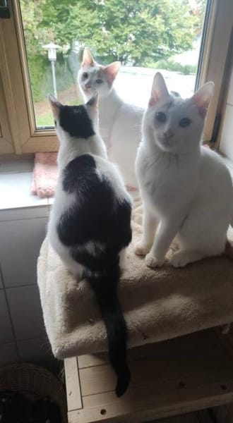 Kitten Fred, Watson & Fina