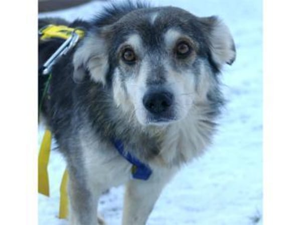 Niko - wartet in 97440 Werneck