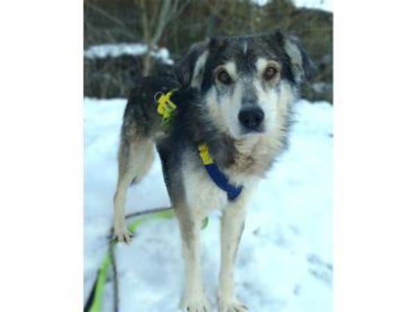 Niko - wartet in 97440 Werneck