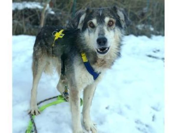 Niko - wartet in 97440 Werneck