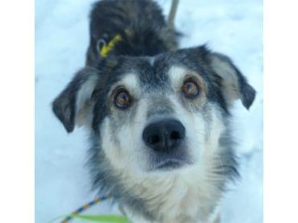 Niko - wartet in 97440 Werneck