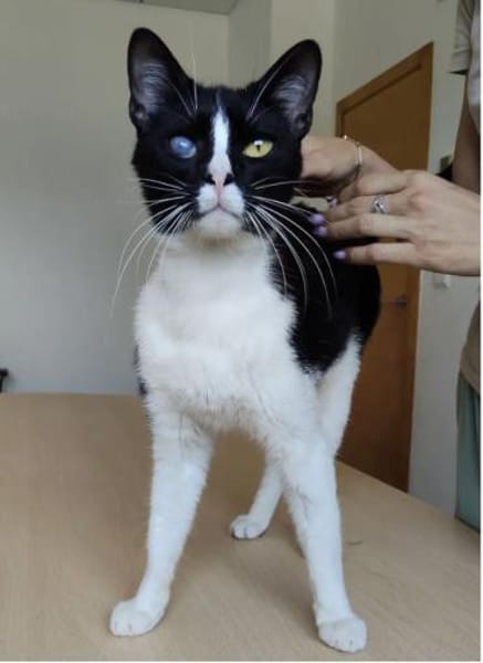 Bartolo - lieber, verschmuster Katermann