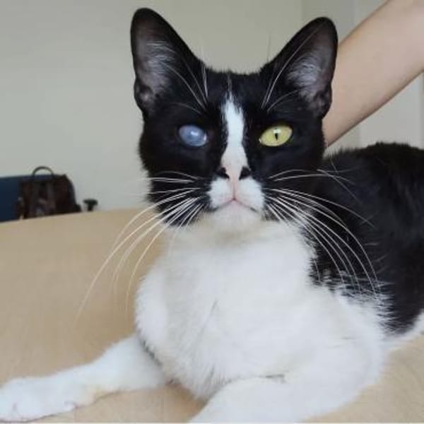 Bartolo - lieber, verschmuster Katermann