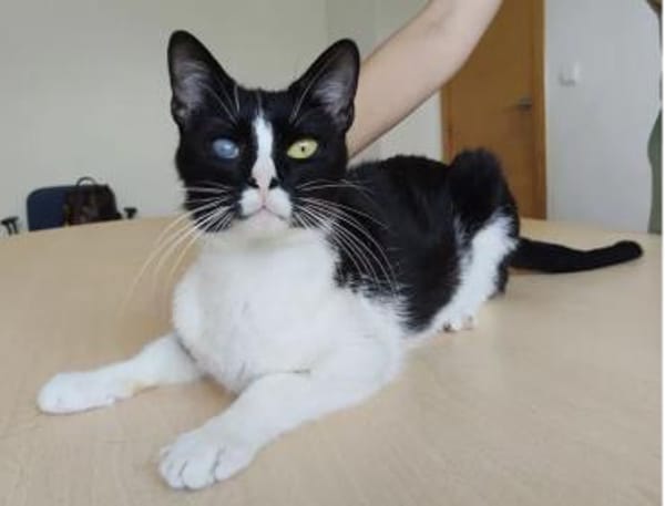 Bartolo - lieber, verschmuster Katermann