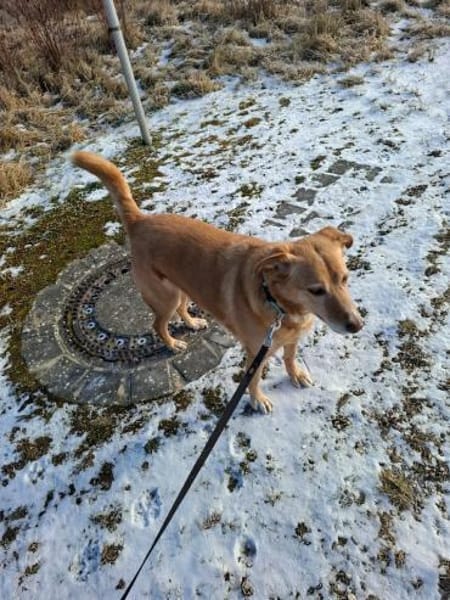 Arya - kuschelt viel&ist gerne dabei