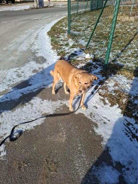 Arya - kuschelt viel&ist gerne dabei