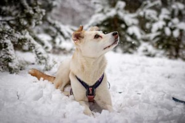 Snowy - genießt die Nähe ihrer Menschen