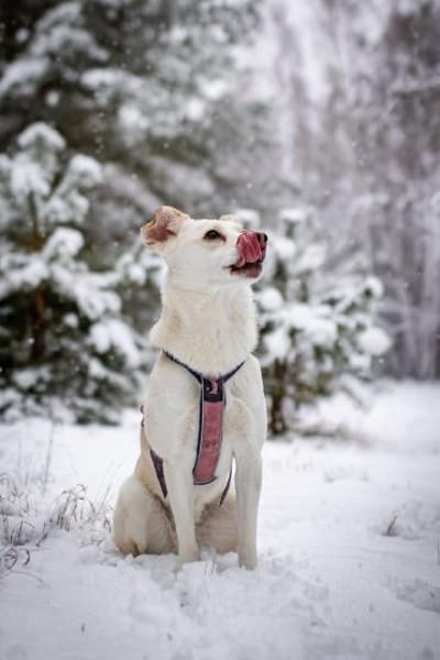 Snowy - genießt die Nähe ihrer Menschen