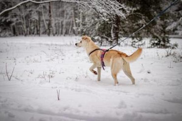 Snowy - genießt die Nähe ihrer Menschen