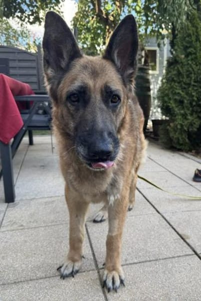 Sara, Traumhund mit Handicap