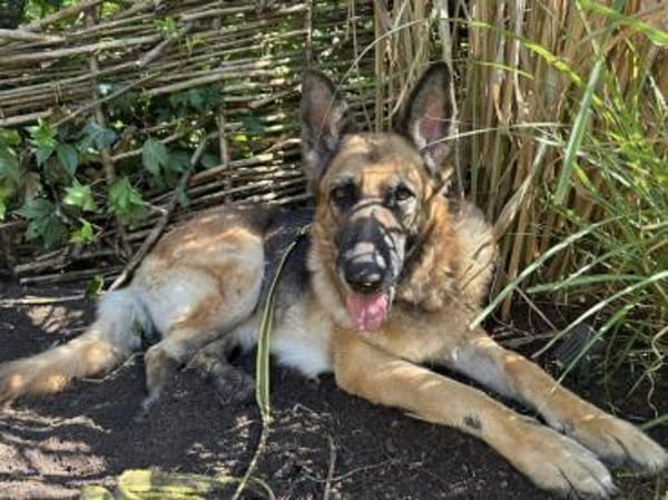 Sara, Traumhund mit Handicap