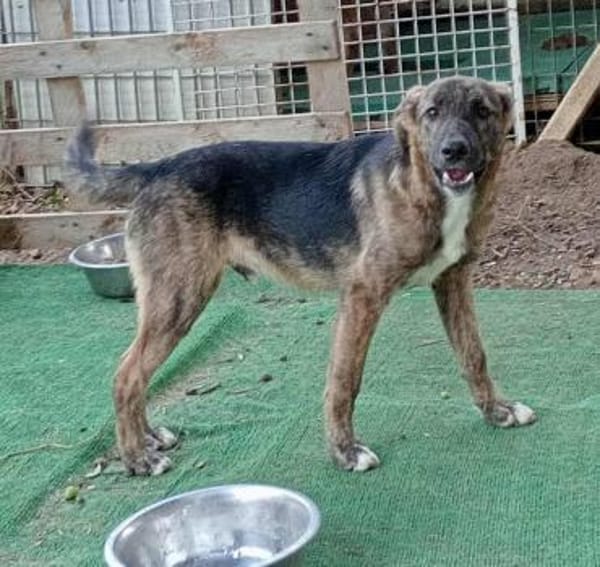 Belvino in der Tierherberge Donzdorf