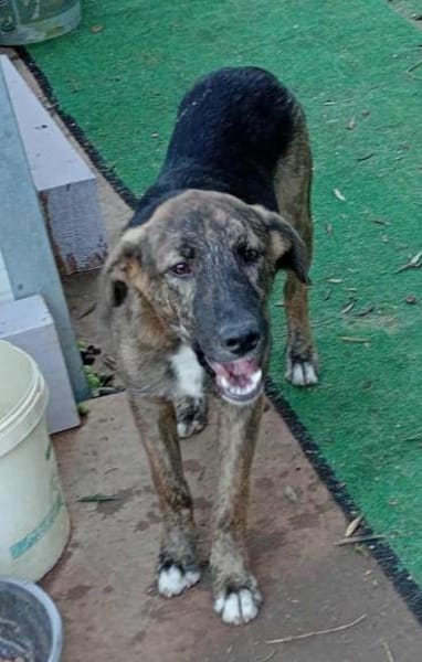 Belvino in der Tierherberge Donzdorf