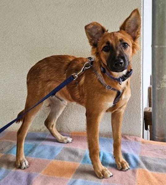 Mimo im Tierheim Sulzbach