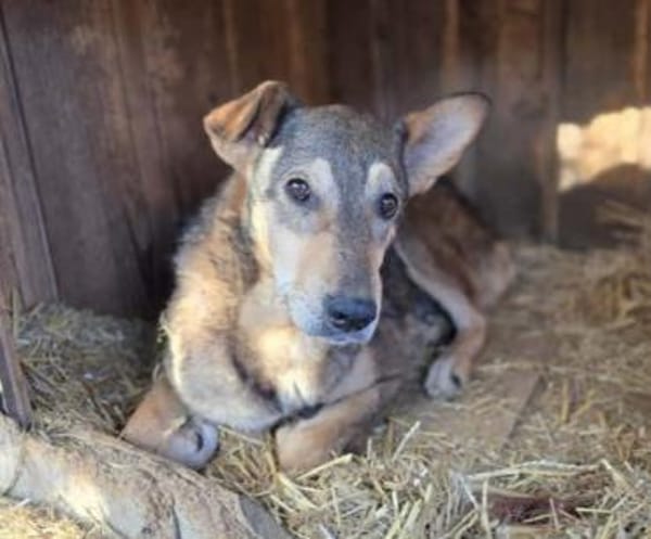 süsse, liebenswerte Aika sucht ihr Zuhau