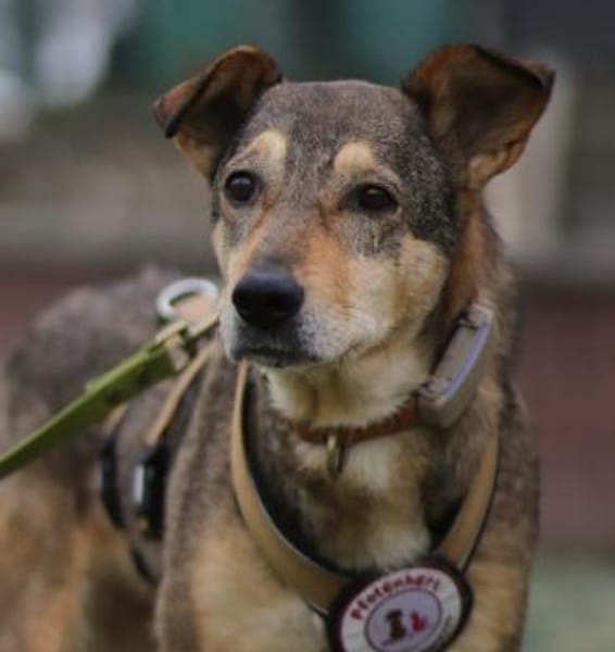 süsse, liebenswerte Aika sucht ihr Zuhau