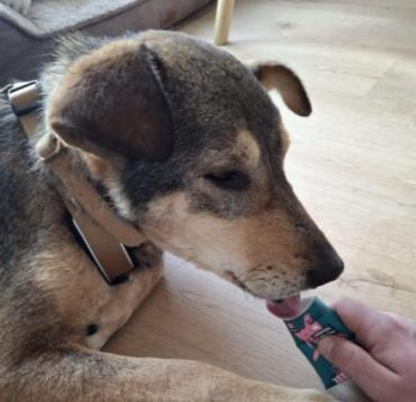 süsse, liebenswerte Aika sucht ihr Zuhau