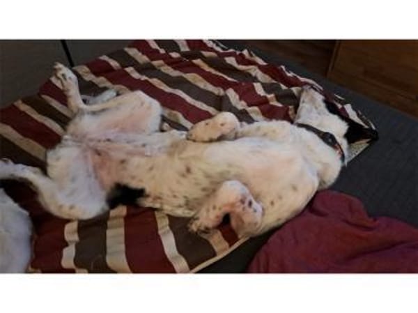 Kira  wartet in 21502 Geesthacht