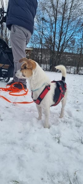 THOR ❤ perfekter, kleiner Familienhund