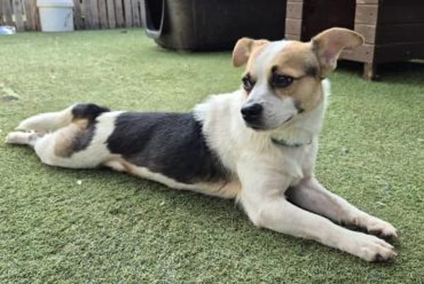 THOR ❤ perfekter, kleiner Familienhund