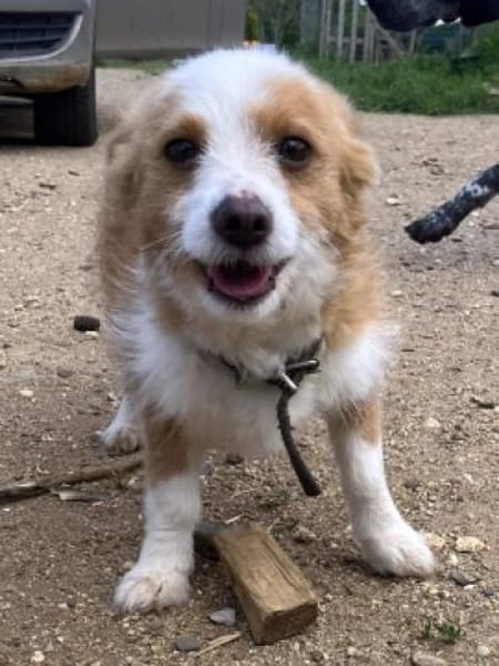 Hier kommen Elvis & Milva