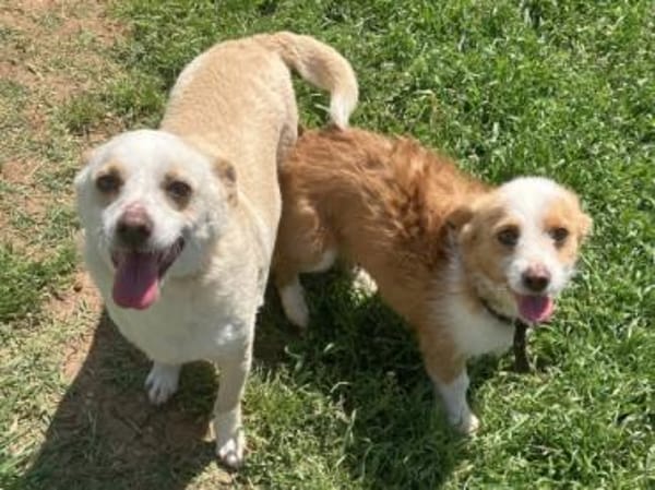 Hier kommen Elvis & Milva