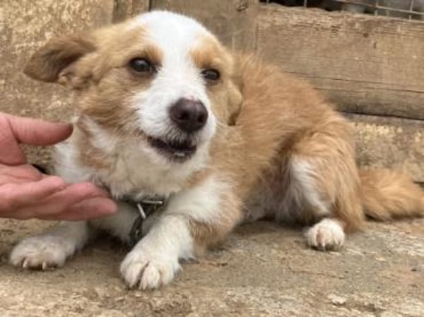 Hier kommen Elvis & Milva