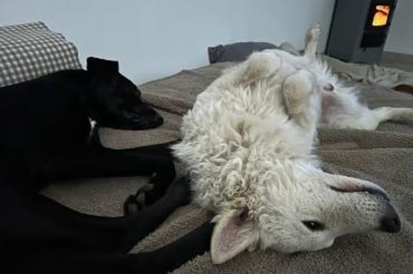 Oliver 💗 wartet in 31621 Pennigsehl