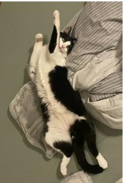 Sehr dringend! Ratón-freundlich&gelehrig