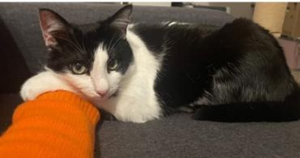 Sehr dringend! Ratón-freundlich&gelehrig